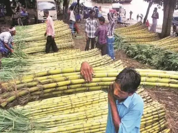 Sugar stocks in focus: Balrampur hits 11-month high; Triveni, Dalmia up 3%