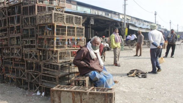 Bird flu scare: Centre asks states and UTs to increase surveillance, prevent spread of misinformation