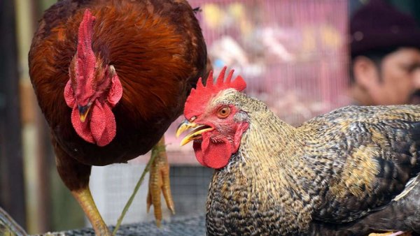 After Maharashtra, bird flu confirmed in Delhi, 9th state to be affected