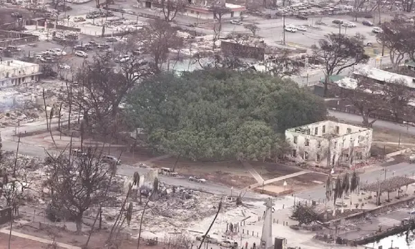 Hawaii's biggest disaster kills 55 people with 1000 still missing: Report