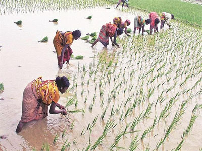 Farmers' coverage stagnant but premiums up 350% under PM's flagship scheme