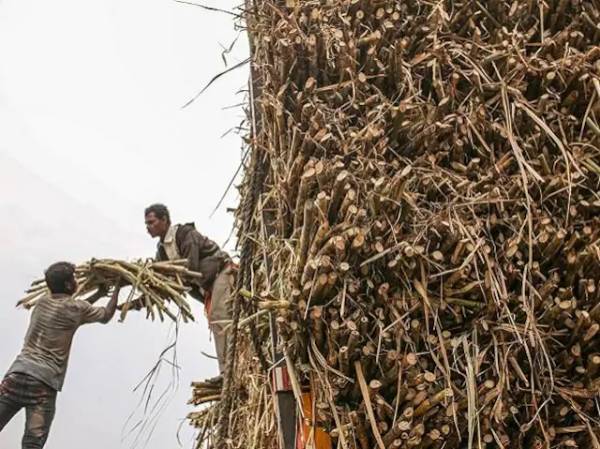Sugar stocks extend rally; Triveni, Dhampur, Uttam Sugar zoom up to 18%