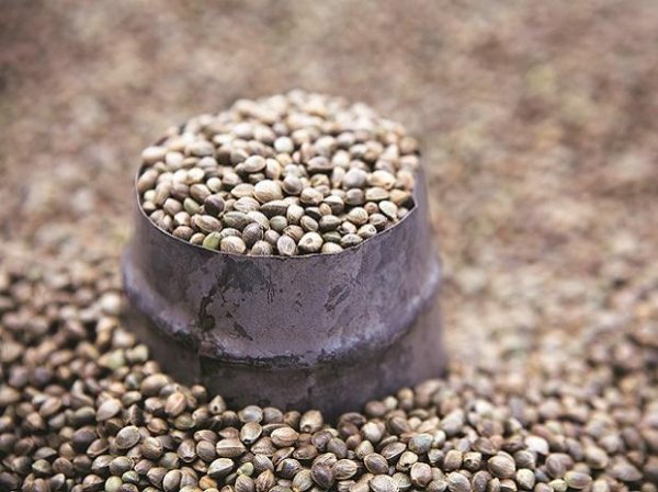 Bayer CropScience okays sale of traded seeds biz to Crystal Crop Protection