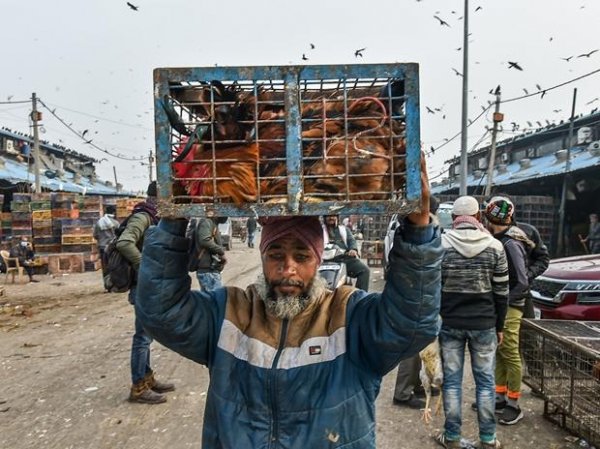 Bird flu: Over 2,000 birds to be culled in two districts in Maharashtra