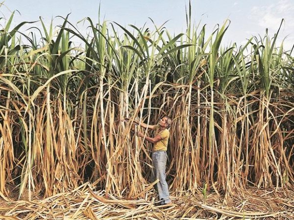 Amid farm stir, Centre approves Rs 3,500-crore sugar export subsidy