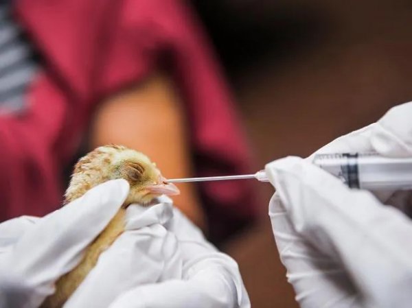 Bird flu scare in Maharashtra, 100 chickens found dead in poultry farm