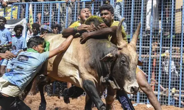 Jallikattu cultural heritage: SC upholds Tamil Nadu law allowing the sport