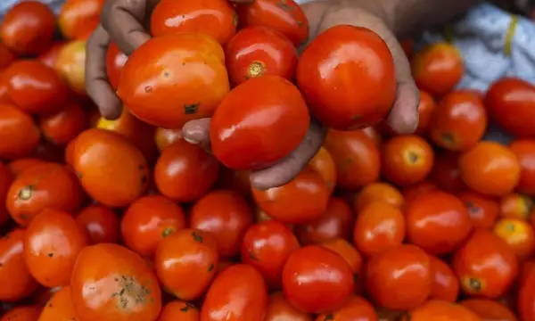 A 700% jump in tomato prices creates windfall for some Indian farmers