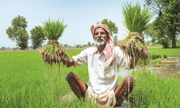 At 36.1 mn hectares, India plants 4.3% more land with rice than last year