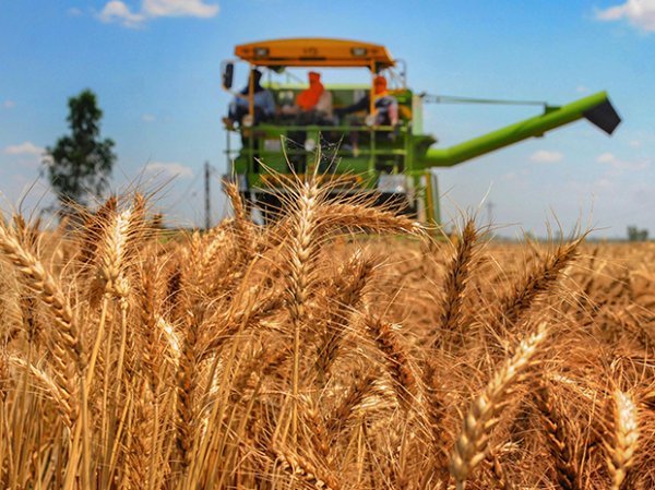 Bayer CropScience drops to 52-week low, down 7% on weak Q2 results