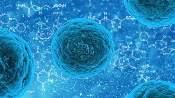 All about Candida Auris, fungus that could cause a pandemic more dangerous than coronavirus