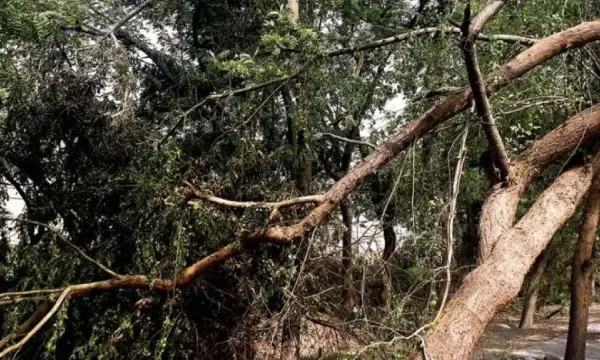 Maharashtra: 7 dead, 23 injured after massive 100-year-old tree falls in Akola temple