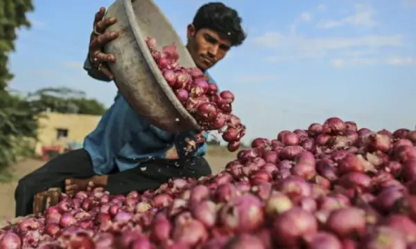 You can buy onions at Rs 25/kg through retail outlets of NCCF from today