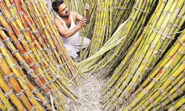 Sugar stocks in focus; Dhampur, Uttam Sugar hit 52-wk high; soar up to 14%