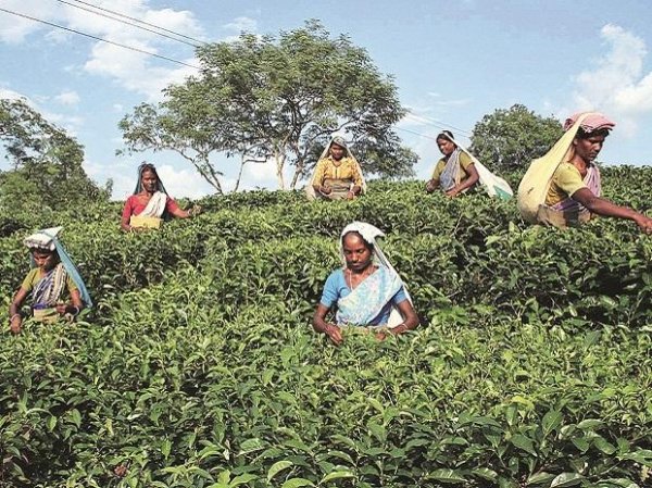 Tata sets up Rs 100 crore tea packaging unit in Odisha