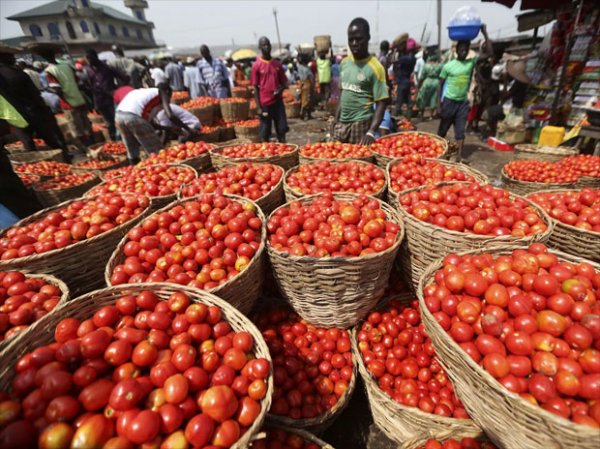 Prices of tomatoes down by 13% in last one week, 24% in past one month