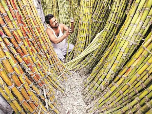 Sugar stocks sweeten market mood; Balrampur, Dhampur, Triveni gain up to 8%