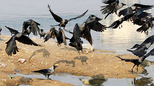 Bird flu virus: More than 250 crows found dead in Rajasthan; govt sounds alert