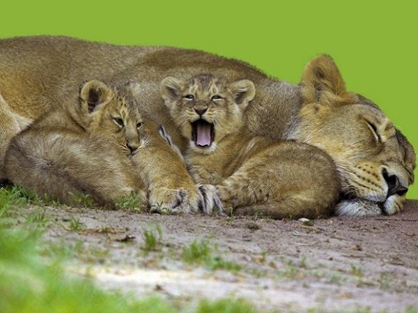 Nine-year old lioness Neela dies of Covid at Arinagar Anna zoo in Chennai