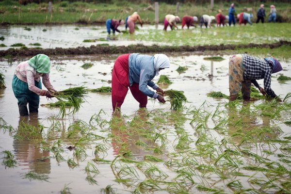 Rs 1,000 cr paid to 41,084 farmers for procurement of paddy on MSP: Centre