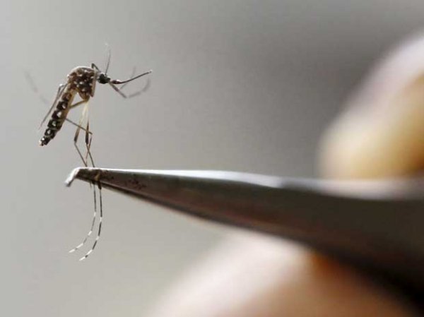 Uttar Pradesh's Kanpur reports 30 more cases of Zika virus, tally at 66