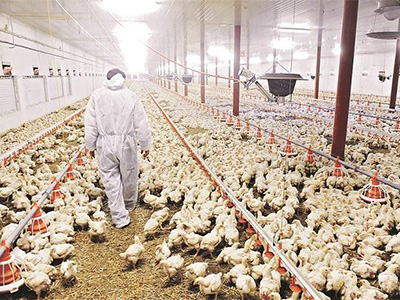 Poultry company Suguna to invest $67.2 mn in India, Bangladesh and Kenya