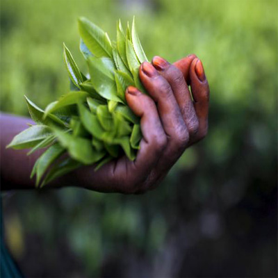 Climate change sparks tension in India's tea gardens