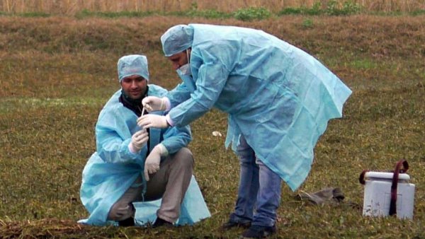 Bird flu: Over 2,400 birds dead in Himachal, state on high alert