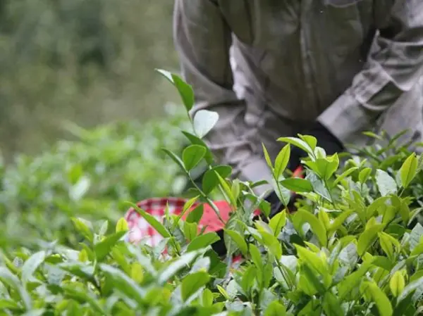 Dhunseri Tea to acquire two estates from Apeejay Tea in Assam's Tinsukia