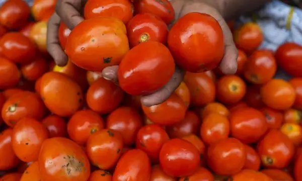 A 445% price jump makes tomatoes more pricey than gasoline in India