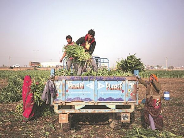 Agri Infra fund: Govt disburses Rs 2,071 cr loan for 4,000 projects so far