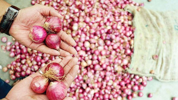 Onion prices rise again, reach Rs 50 per kg from Rs 20