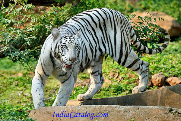 Photo Gallery - Nature - Indira Gandhi Zoological Park Images